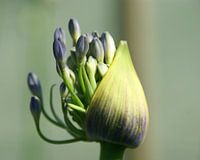 Blue agapanthus