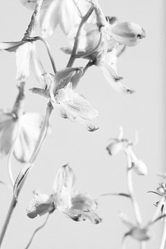 Campanula bloem in zwart wit