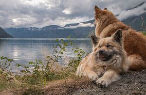 Chien islandais Norvège