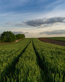 Spuren im grünen Getreidefeld – Sommerliche holländische Landschaft