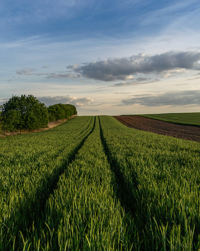Sporen in het groene graanveld – Zomers Hollands landschap