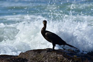 Cormorant in surf Chile by Andreas Muth-Hegener