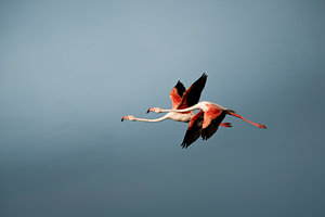 Flamingo's in Vlucht tegen Zachte Blauwe Lucht