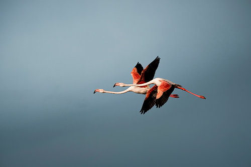 Flamingo's in Vlucht tegen Zachte Blauwe Lucht