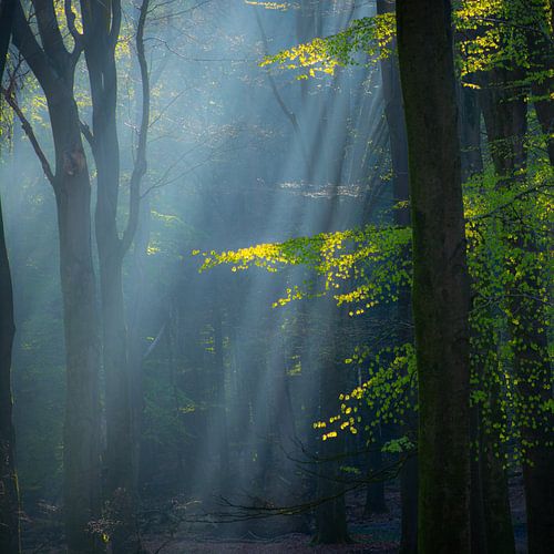 The enchanted forest