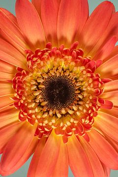 Gewoon een kleurrijk bloemetje! van Marjolijn van den Berg