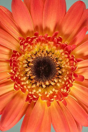 Gewoon een kleurrijk bloemetje!