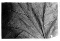 Botanical Portrait #8