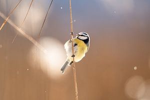 Blaumeise im Winter am Schilfrohr