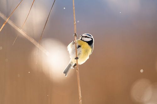 Blue tit in winter on the reeds