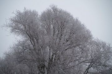 Wilgenbomen en heldere hemel van Richard Pruim