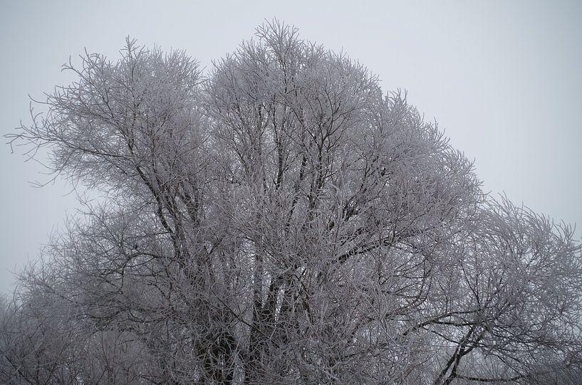 Willow trees and clear sky by Richard Pruim