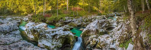 Rivierbedding in eenzaam bos