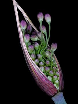 Bloemknop van Allium carinatum van Bartel van den Berg