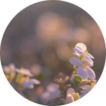 witte bloemetjes op de bodem van Tania Perneel