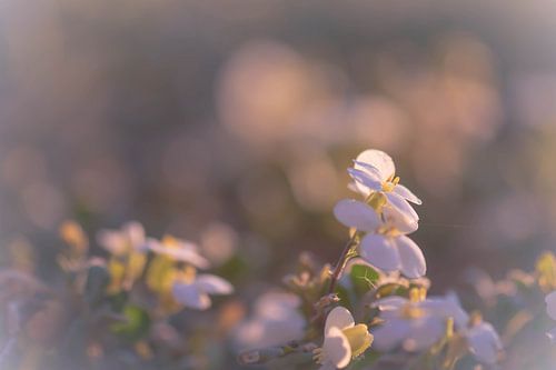 white flowers on the bottom