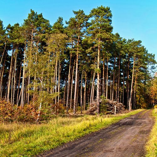 Indian Summer im Brandenburgischen Kiefernwald 