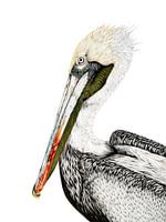 Portrait of a Pelican in colored pencil