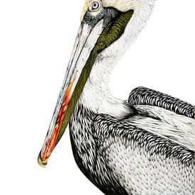 Portrait of a Pelican in colored pencil by Michelle Coppiens