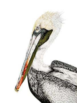Portrait of a Pelican in colored pencil by Michelle Coppiens