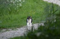 Jagende kat / Hunting cat van Henk de Boer thumbnail