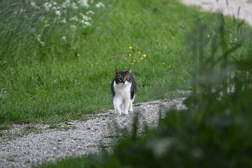 Jagende kat / Hunting cat van Henk de Boer