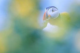 Puffin by Stijn Smits