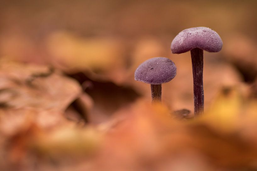 Amethyst fungi by Kars Klein Wolterink