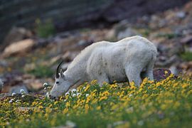 Sneeuwgeit (Oreamnos americanus), Glacier National Park, Montana, USA