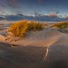 Mooi licht in de duinen van Andy Luberti