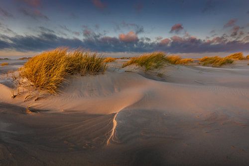 Belle lumière dans les dunes