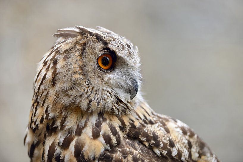 Uhu ( Bubo bubo ), fein detailliertes, rattenscharfes Kopfporträt der großen Ohreule, Europe. von wunderbare Erde