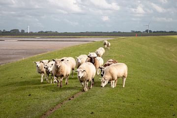 Schafe auf dem Deich in der Landschaft von Groningen von Henk Hulshof