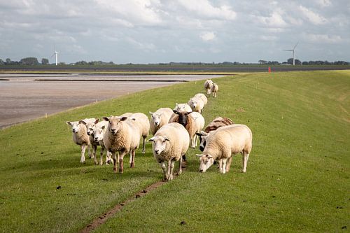 Sheep on the dike in the Groningen countryside