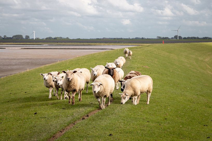 Schafe auf dem Deich in der Landschaft von Groningen von Henk Hulshof