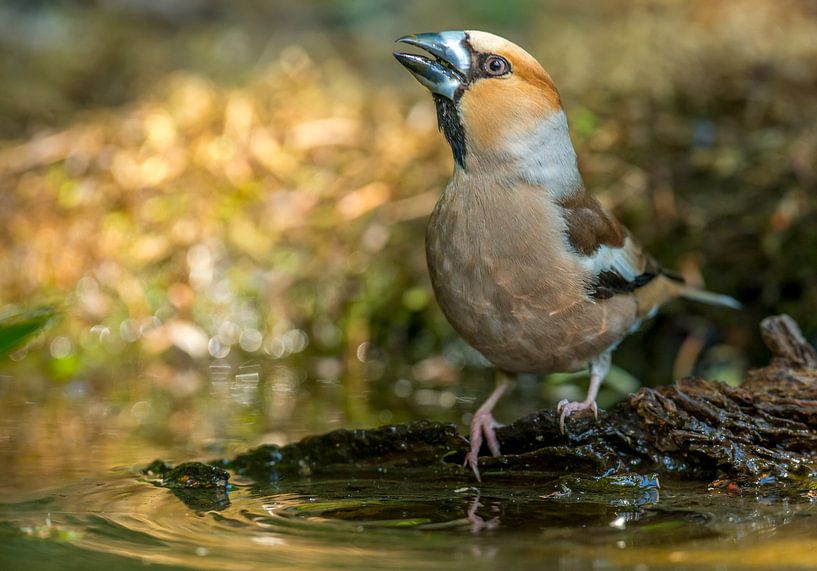 Apple Finch by Harry Punter