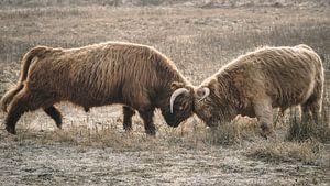 Schottische Hochlandbewohner im Naturschutzgebiet