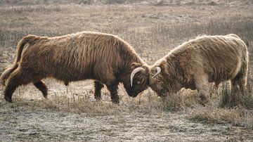Schotse hooglanders in natuurgebied van Dirk van Egmond
