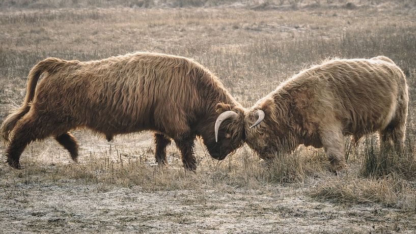 Scottish highlanders in nature reserve by Dirk van Egmond