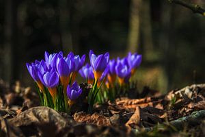 Concept flora : Wildlife
