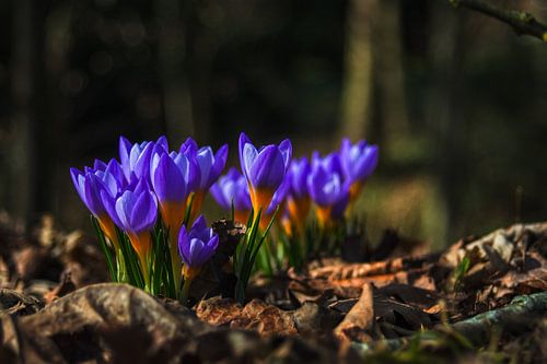 Concept flora : Wilde dieren