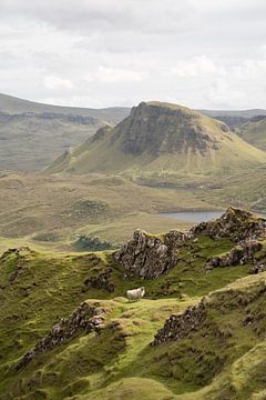 Sheep in the Scottish Highlands by Henrike Schenk