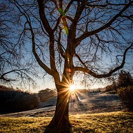 Grote boom bij zonsopkomst in een heuvelachtig landschap in Frankrijk.rijk van Frans Scherpenisse