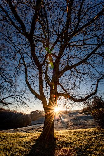 Large tree at sunrise in a hilly landscape in France.