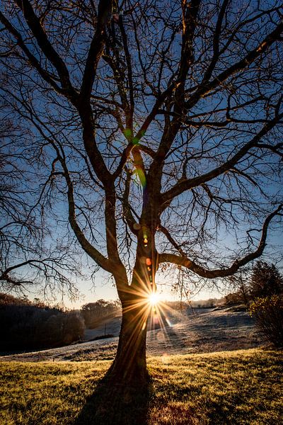 Grand arbre au lever du soleil dans un paysage de collines en France.rich par Frans Scherpenisse