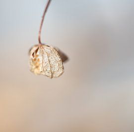 Hortensie von Urselafotografie