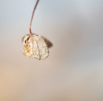 Hortensia
