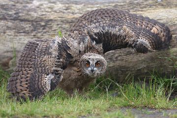Europese Oehoe (Bubo bubo) van Ronald Pol
