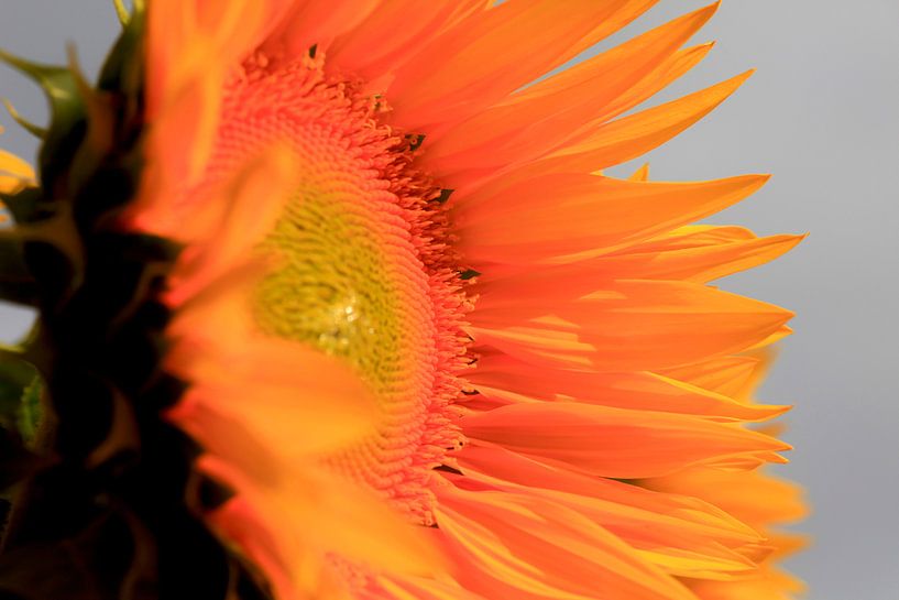 Sunflower by Thomas Jäger
