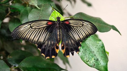 Kleurrijke vlinder op een blad, bloem. Macro